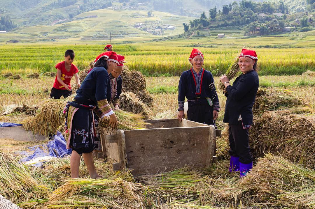 Des Dao rouges durant la récolte du riz.