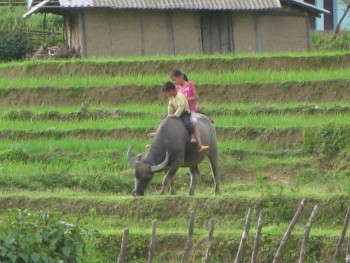 red dao ethnic people