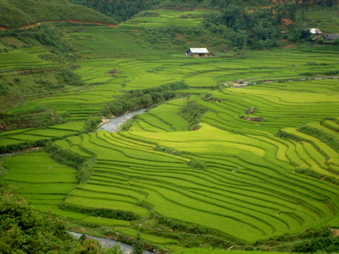 red dao ethnic people