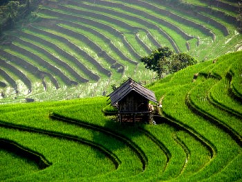 red dao ethnic people